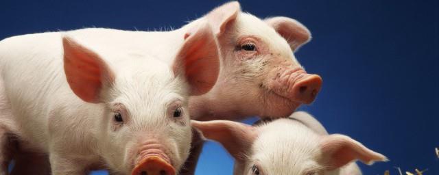 生态养猪的利润与成本是多少？
