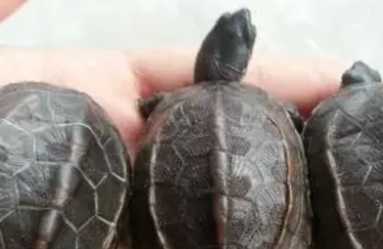 饲养乌龟的注意事项有哪些？