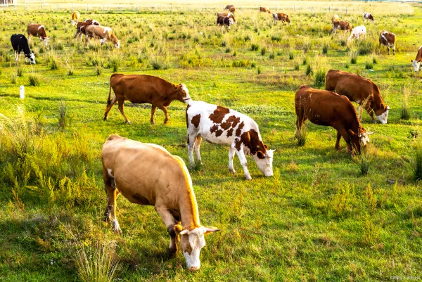 大学生回农村养牛可以致富吗？