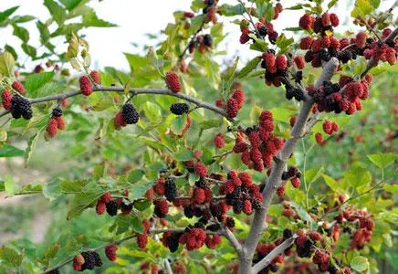 一亩大棚草莓种植利润 桑葚种植效益分析