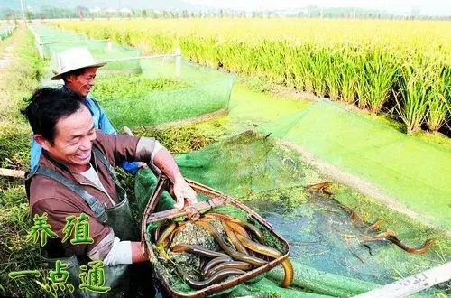养一亩黄鳝一年能挣多少钱