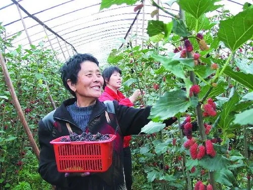 桑葚种植一亩投资多少 大棚桑葚的效益与投资