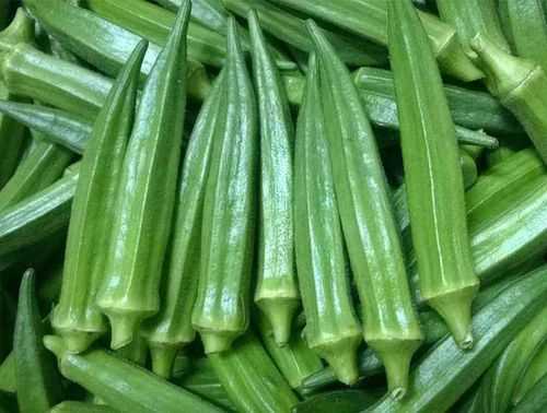 大面积种植秋葵有销路吗？