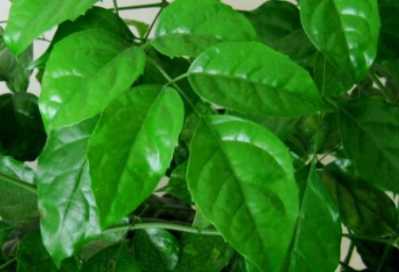 绿宝树修剪方法和季节是什么？