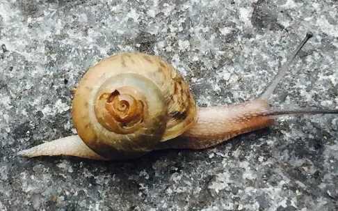 蜗牛的销路好不好？