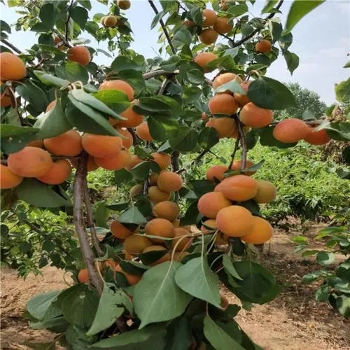 杏树一亩产量多少斤？