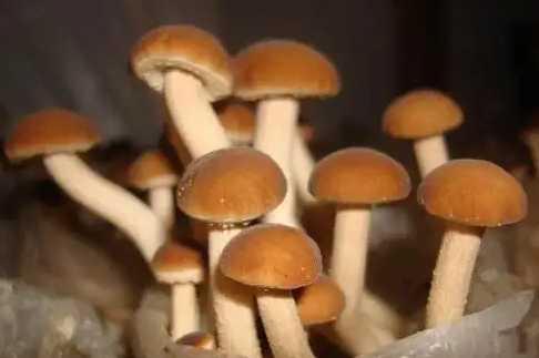 食用菌是由什么组成的？