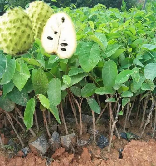 释迦果是上火的还是降火的？