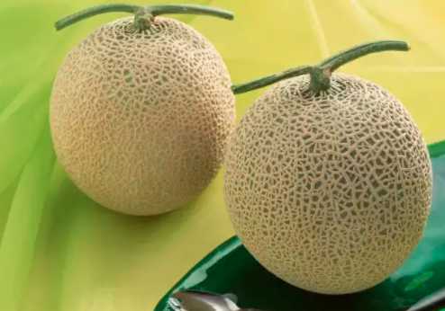 种植网纹瓜用什么土好？