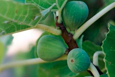无花果能过冬怕冻吗？