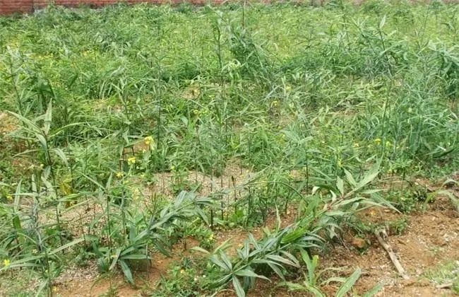 黄精种植技术与种植方法管理有什么？