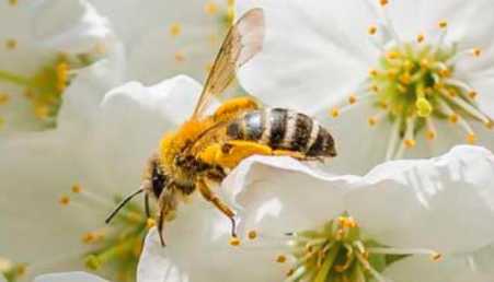 蜜蜂的特点和生活特征有什么？