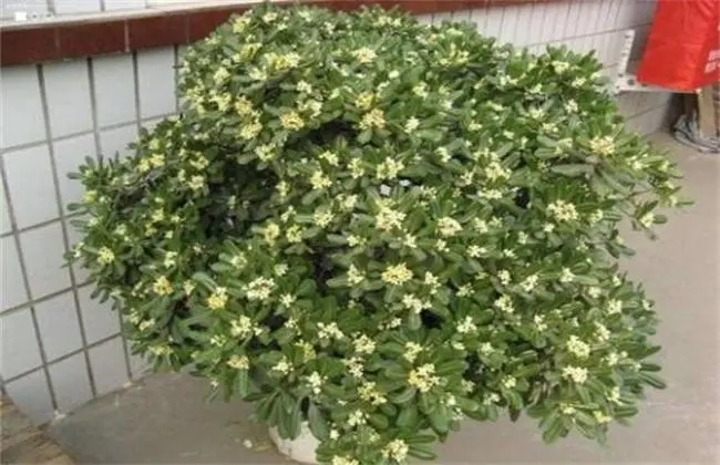 芸香科种子成熟有什么表现？