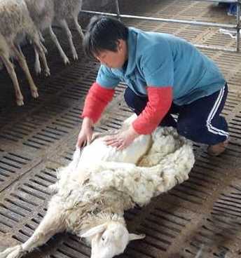 绵羊为什么要讨厌剪毛？