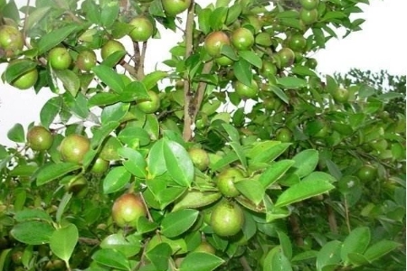 油茶树是几年挂果的？