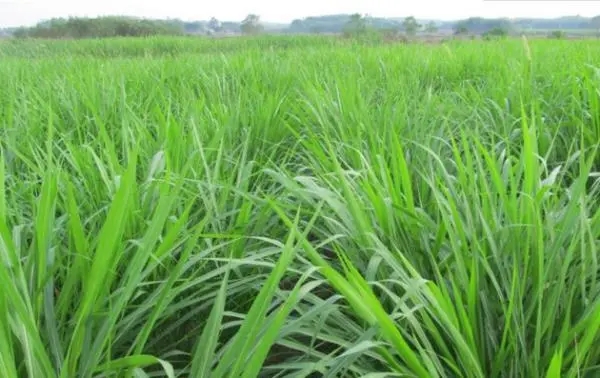 黑麦草用什么肥料种植好？