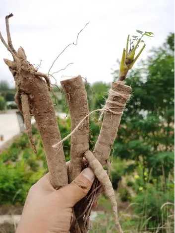 牡丹能嫁接到什么树上？