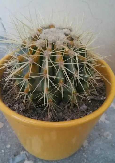 仙人掌下面枯黄了怎么办？