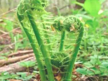 刺老芽种植栽培技术是什么？