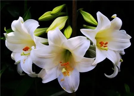 百合花怎么繁殖是串根还是打籽？