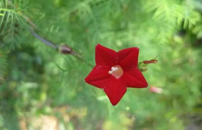 五角星花插枝能活吗？