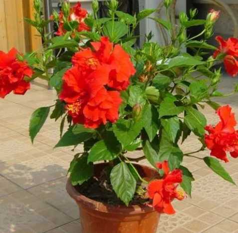 扶桑花怎么种？
