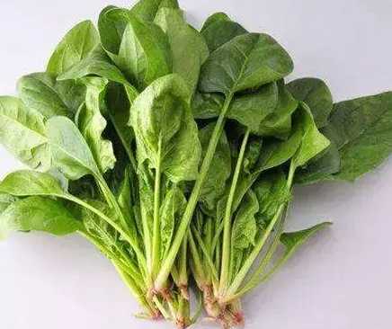 室外菠菜怎么种？