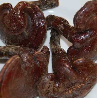 昆明灵芝怎么种？
