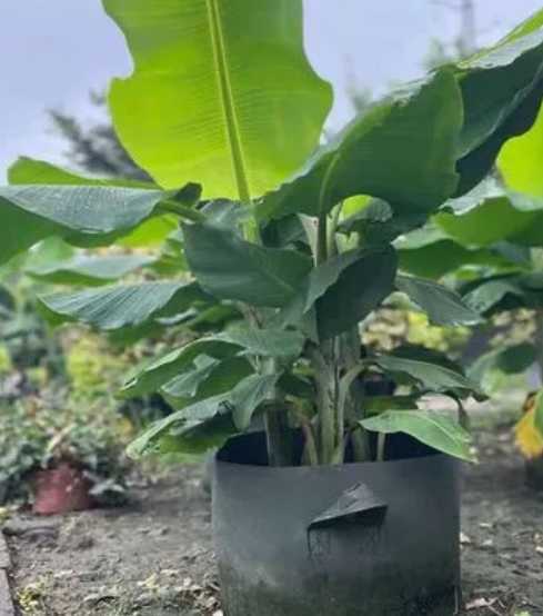 芭蕉树苗怎么种？