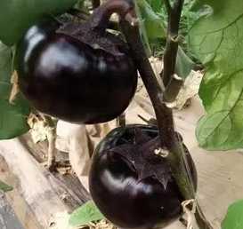 茄子仔怎么种？