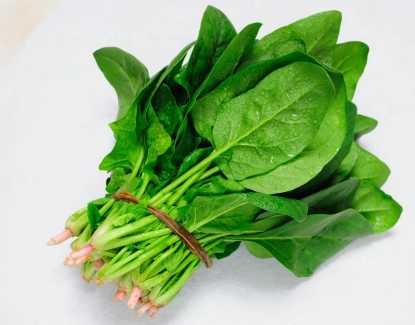 菠菜可以怎么种?