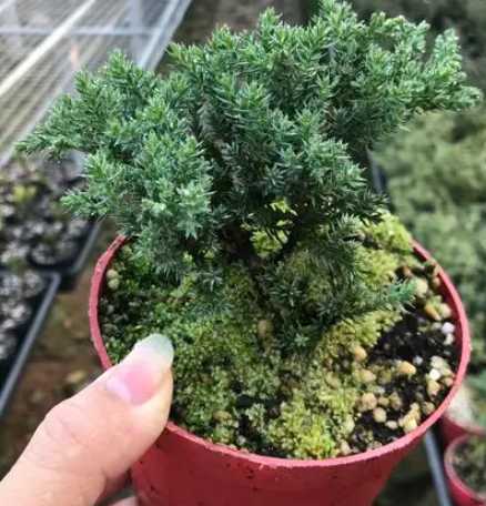 珍珠松怎么种？