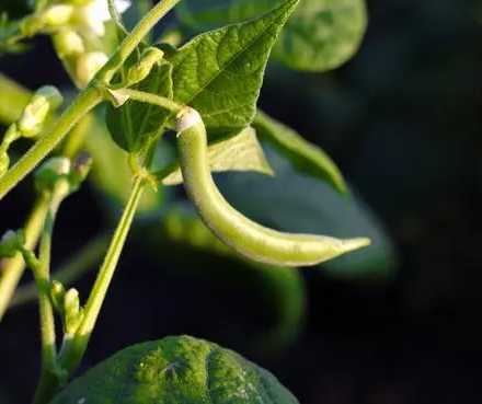 菜豆怎么种好吃?