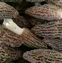毛肚菌怎么种？