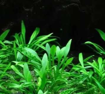 球茎水草怎么种？