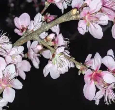 桃花什么季节开花？
