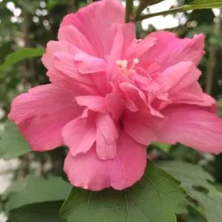 木槿花什么季节开花?