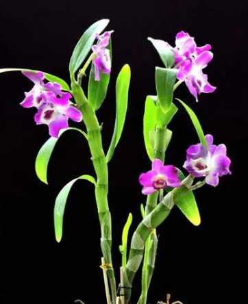 石斛兰什么季节开花？