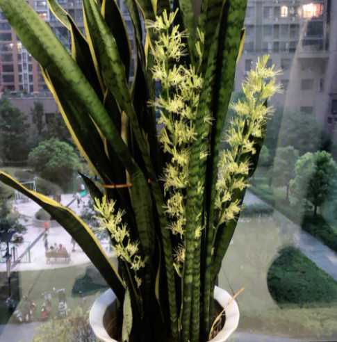 虎皮兰什么季节施肥