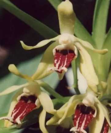 碧玉红舌兰花什么季节开花？