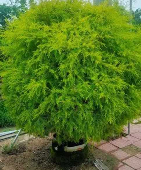 黄金香柳是什么季节开花？