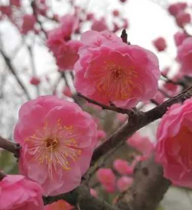 花开花落在什么季节好？