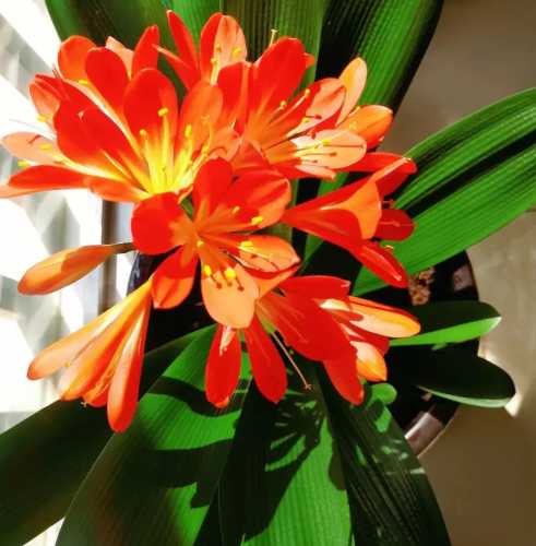 什么季节君子兰开花好养？