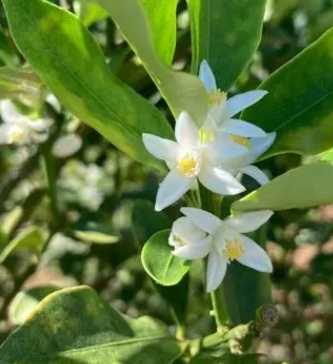 小金桔是什么季节开花结果？