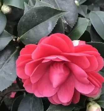 四季山茶花什么季节开花？