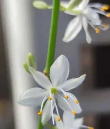 吊篮什么季节开花？