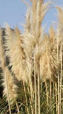 芦花什 么季节开花？