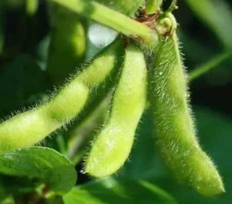 黄豆什么季节开花?
