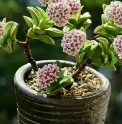 神童什么季节开花？