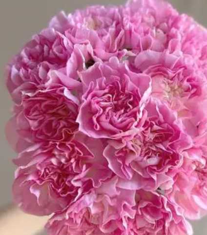 康乃馨开花什么季节？